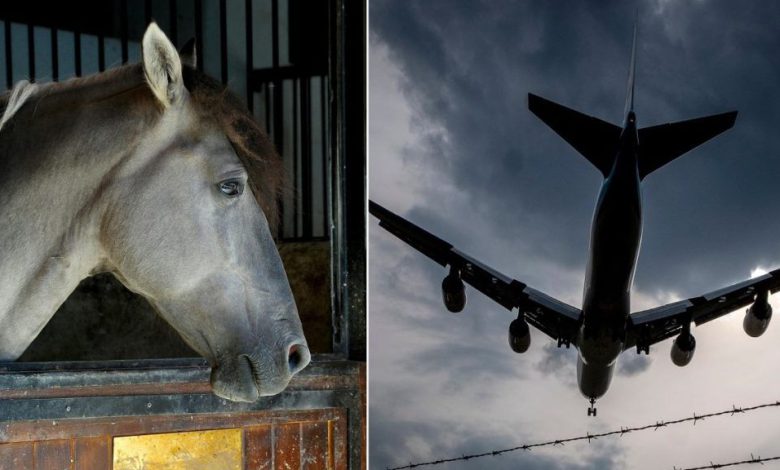 : A horse escapes from its cargo hold on an airplane, forcing the pilot to make an emergency landing.