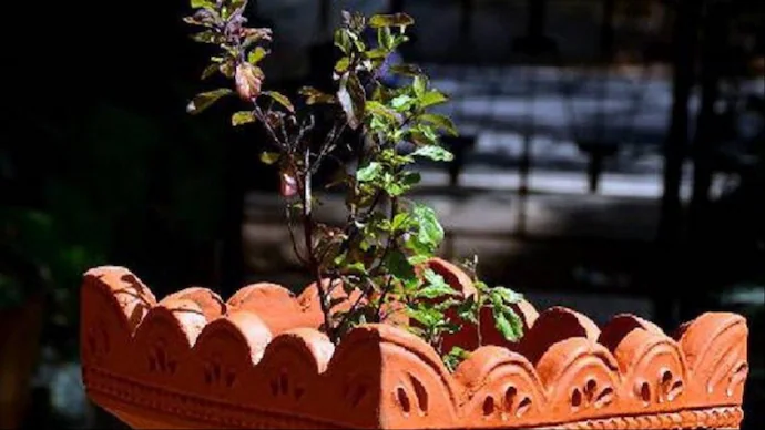 Tulsi Vivah, the sacred marriage ceremony of Tulsi (holy basil) with Lord Vishnu, will be celebrated on November 24, 2023.