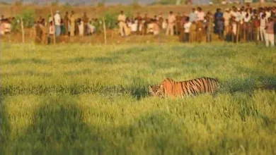 Maharashtra's tiger zone in imminent danger