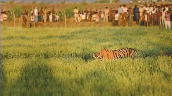 Maharashtra's tiger zone in imminent danger