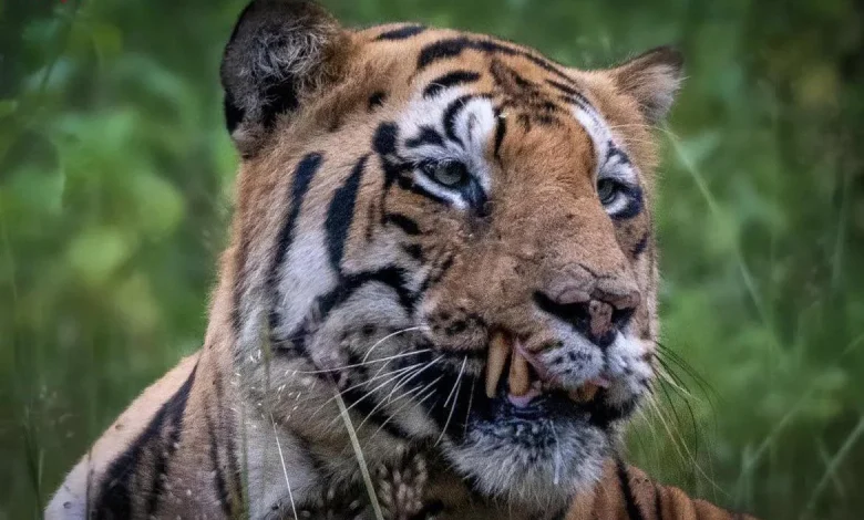 A tiger lies dead on the ground after being killed in a hunting accident in India.