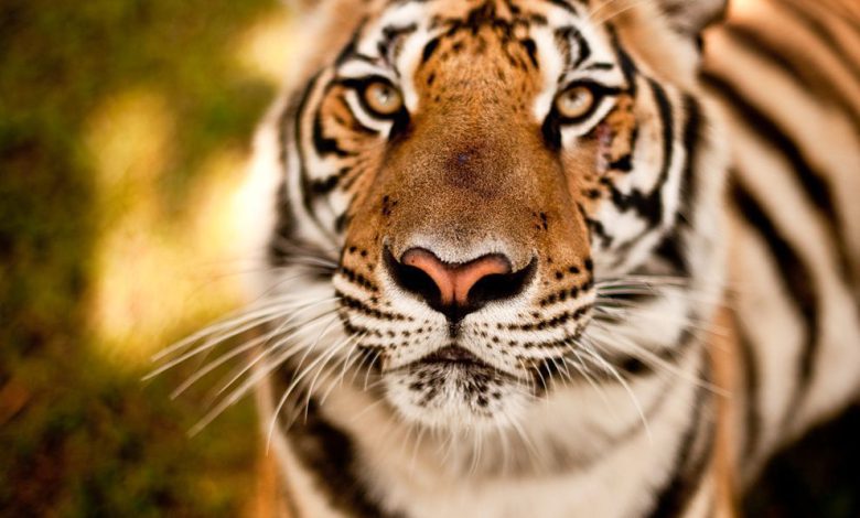 When a tigress walks with a three-month-old cub on the ramp walk... the video goes viral on social media...