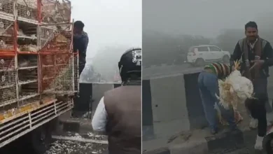 Chicken-Laden Truck Meets With Accident In Agra Due To Fog, People Loot Birds Worth Lakhs