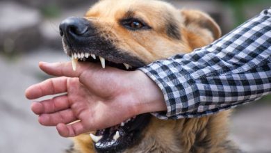 An alarming rise in dog bite cases in Maharashtra