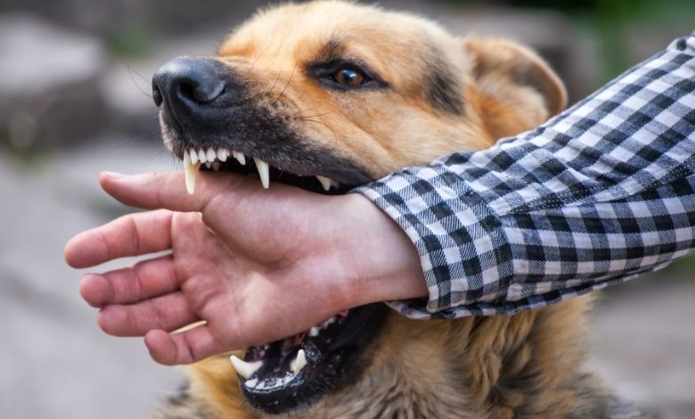 An alarming rise in dog bite cases in Maharashtra