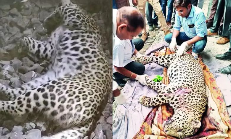 Leopard Death: 3 leopards killed in Dharaji after being hit by passenger train