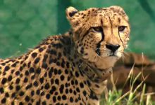 54 Leopards Spotted in Mumbai's National Park