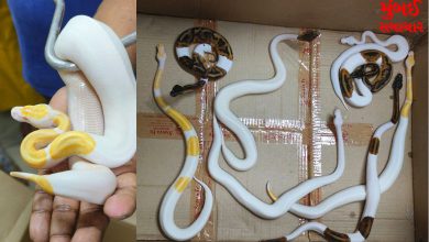 Smuggling of rare snakes hidden in packets of biscuits