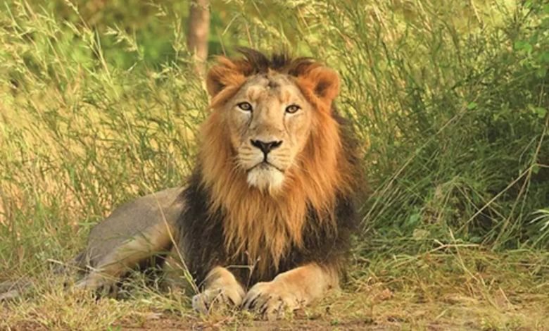 Shocking statistics of lion deaths: 397 lion deaths from 2019 to 2021