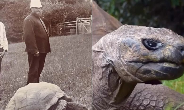 This tortoise is the oldest animal in the world, say its age is so many years.