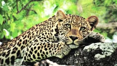 Leopard scare in Saurashtra: Seven-year-old child attacked in Amreli, search for leopard spotted in Rajkot