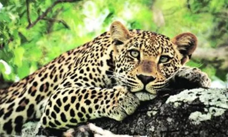 Leopard scare in Saurashtra: Seven-year-old child attacked in Amreli, search for leopard spotted in Rajkot