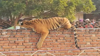 Tiger Sleeping On Wall Sparks Panic In UP Village, Big Crowd Keeps Watch