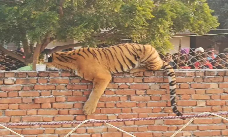 Tiger Sleeping On Wall Sparks Panic In UP Village, Big Crowd Keeps Watch