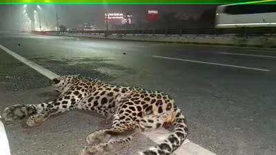 A close-up of a leopard lying on the ground, surrounded by authorities.