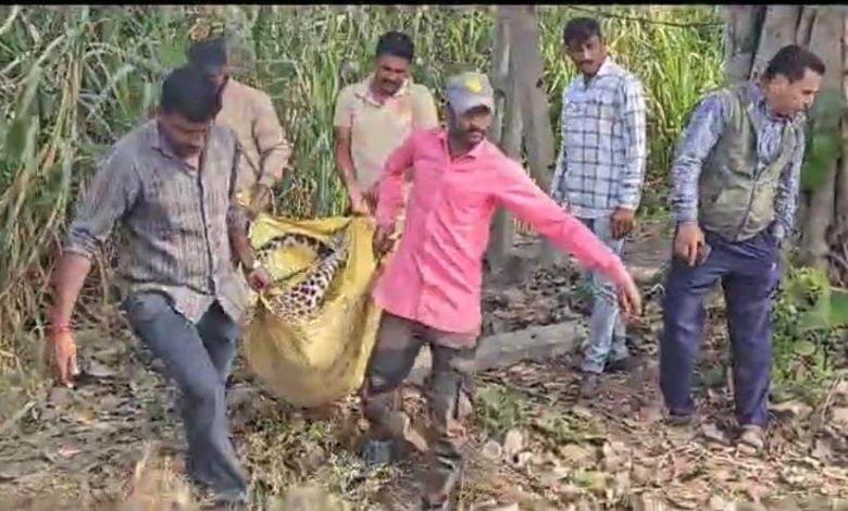 "Heartbreaking scene of the two leopards found dead in Kodinar"