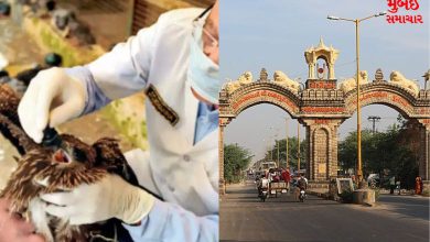 India's largest wildlife hospital to be built in Junagadh,