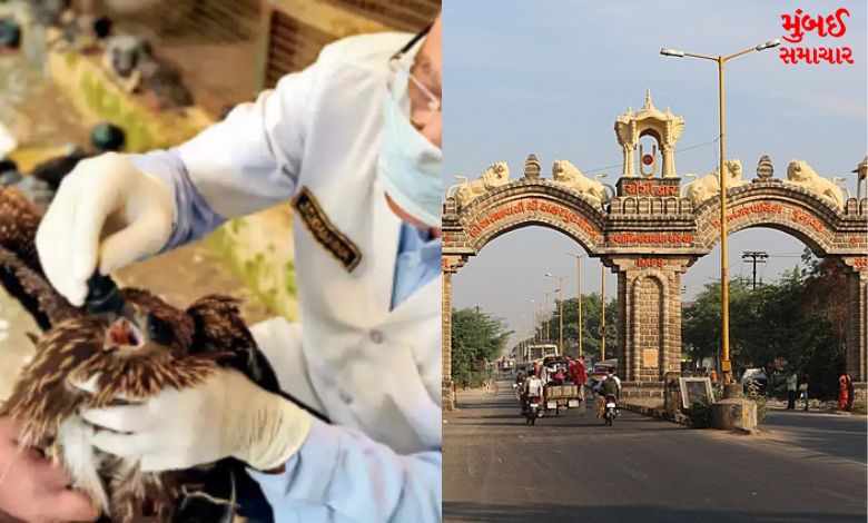 India's largest wildlife hospital to be built in Junagadh,