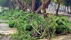A bulldozer uproots a large tree in Ahmedabad, symbolizing the city's ongoing deforestation despite green city initiatives.