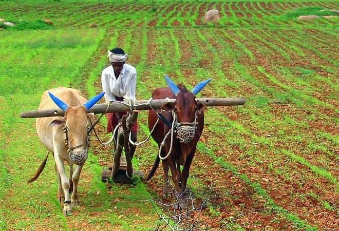 Farmers gathering for the Boora Hal ritual in Maharashtra, a grim reminder of the high suicide rate among farmers in the state.