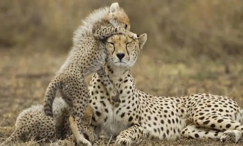 Kuno National Park welcomes Veera, the fierce female cheetah