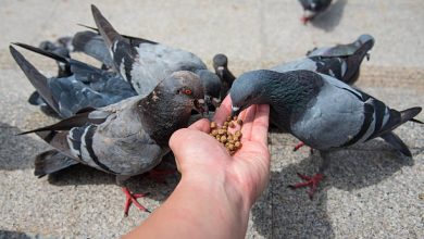 Close-up photo of a person feeding pigeons with crumbs beside a warning sign about fines for feeding wildlife.