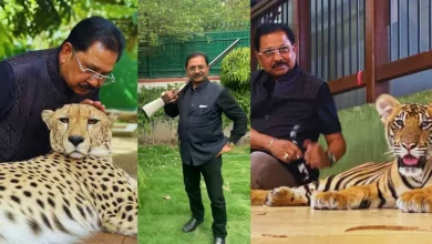 A collage of images showing Dheeraj Shahu posing with 351 crore cash, holding a gun, and standing with a lion and cheetah.