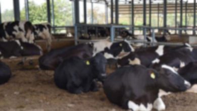 Maldharis' serious allegation: 20 to 25 cattle are dying daily in AMC-run cattle sheds