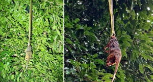 A massive python coils around a tree trunk in a shocking display of predatory behavior.