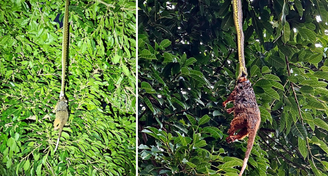 A massive python coils around a tree trunk in a shocking display of predatory behavior.