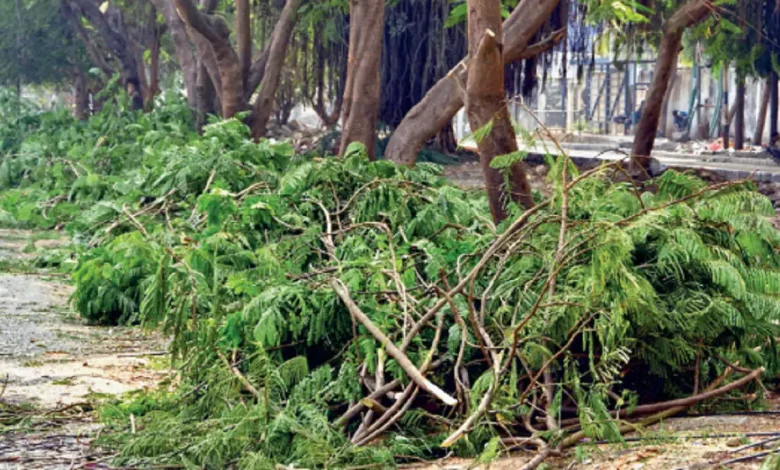 12 thousand trees felled in Ahmedabad in last 5 years, AMC's tree transplanter is lying idle