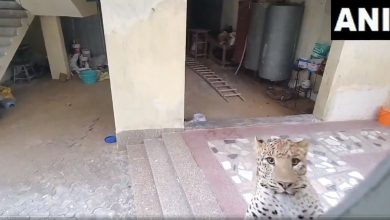 In Gurugram, people feel fear after a leopard enters a house.