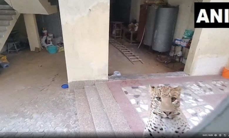 In Gurugram, people feel fear after a leopard enters a house.