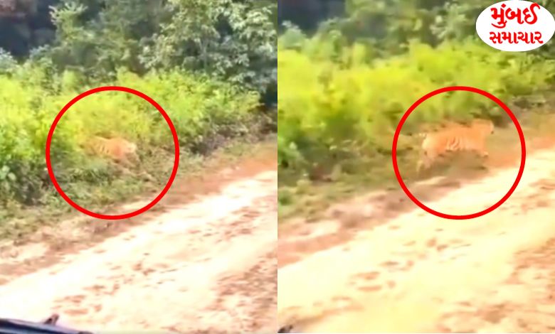 Tourists were shooting a video of a tiger and something like that happened...