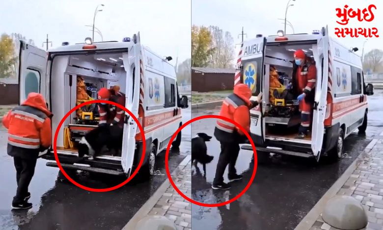 Seeing the owner in a medical emergency, the dog did something like this... Video went viral...