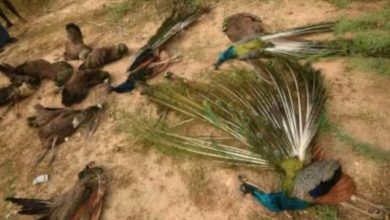 11 peacocks killed by poisoned food in Belgaum district ​