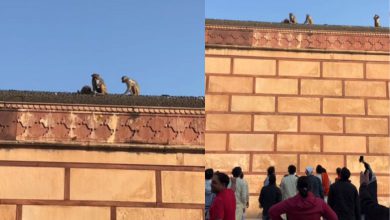 The monkey climbed up with the iPhone and then what happened…