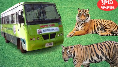 Good news: Tiger safari will start again in the national park....