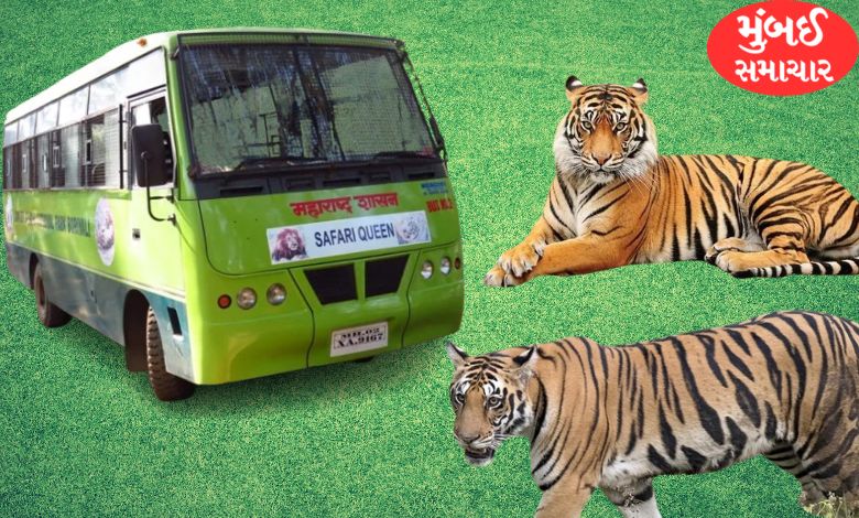 Good news: Tiger safari will start again in the national park....