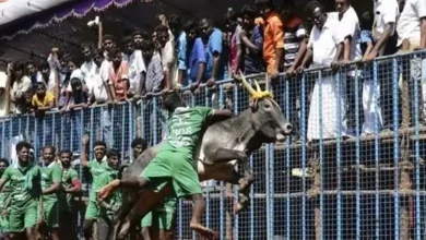 Jallikattu is an age-old event celebrated mostly in the state of Tamil Nadu as part of Pongal celebrations.