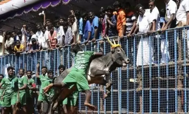 Jallikattu is an age-old event celebrated mostly in the state of Tamil Nadu as part of Pongal celebrations.