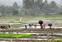 Change in Gujarat's weather, unseasonal rains in Kutch threaten farmers' lives