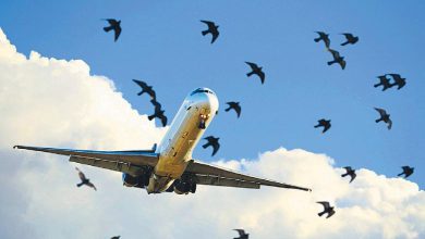 Over a thousand cases of bird collisions with planes in 2023, a hit to companies worth crores