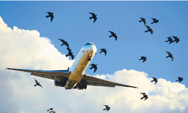Over a thousand cases of bird collisions with planes in 2023, a hit to companies worth crores