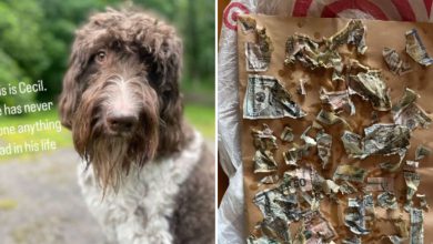 Say, the dog chewed three lakh rupees, the video went viral on social media...