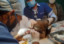 There will be so many doctors-volunteers in the service of birds in Uttarayan, what will you do?