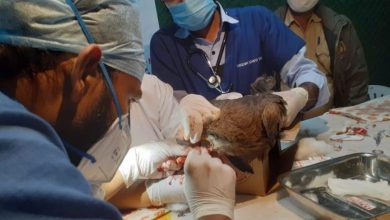 There will be so many doctors-volunteers in the service of birds in Uttarayan, what will you do?