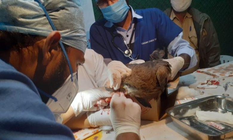 There will be so many doctors-volunteers in the service of birds in Uttarayan, what will you do?