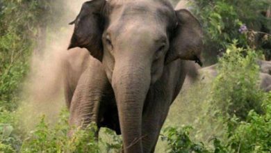 One killed in elephant attack in Uttarakhand, second incident in ten days