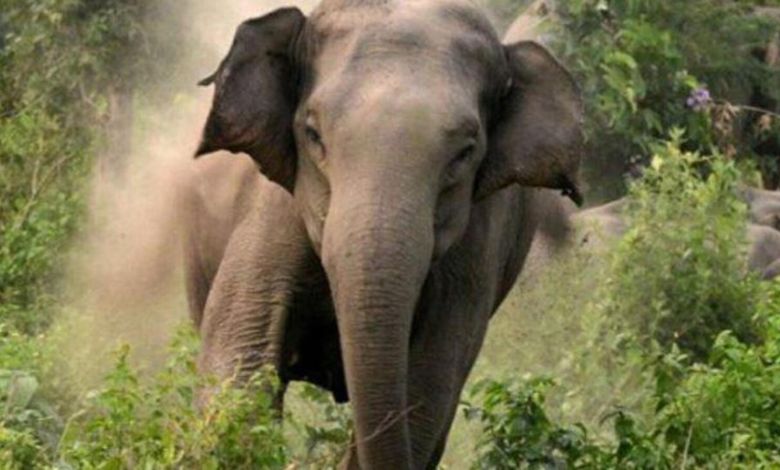 One killed in elephant attack in Uttarakhand, second incident in ten days